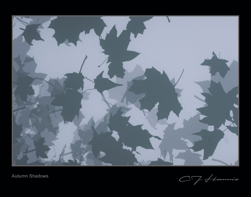 Autumn Shadows