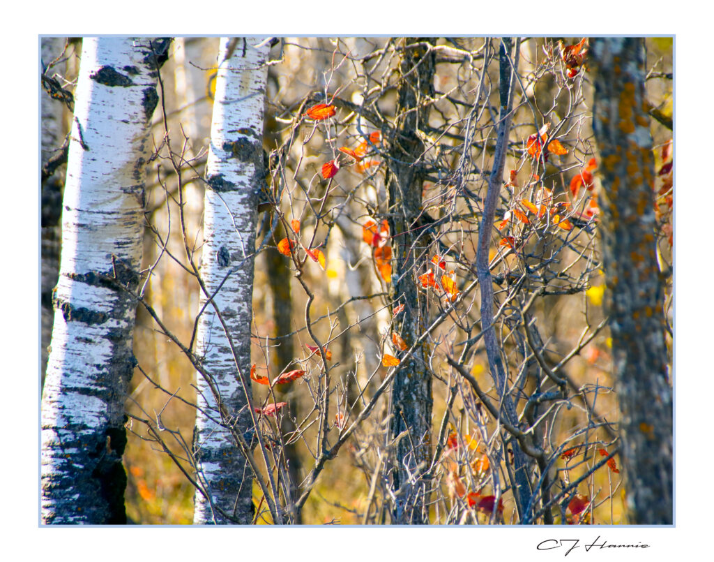 Walk in the Woods