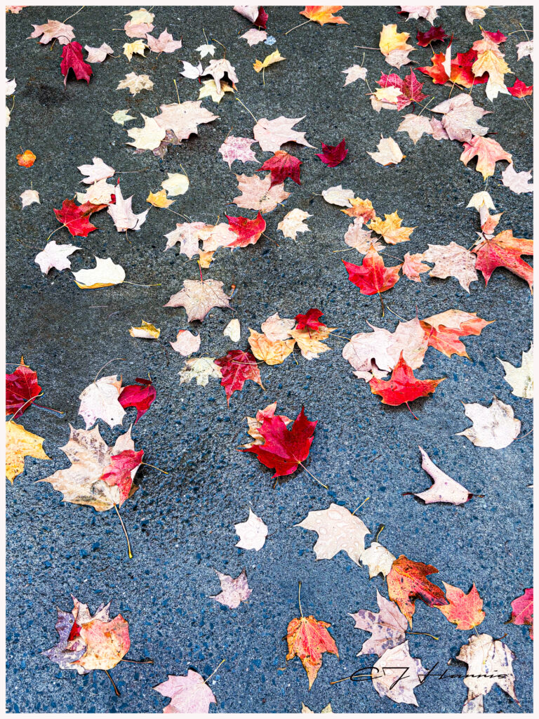 Fall Leaves