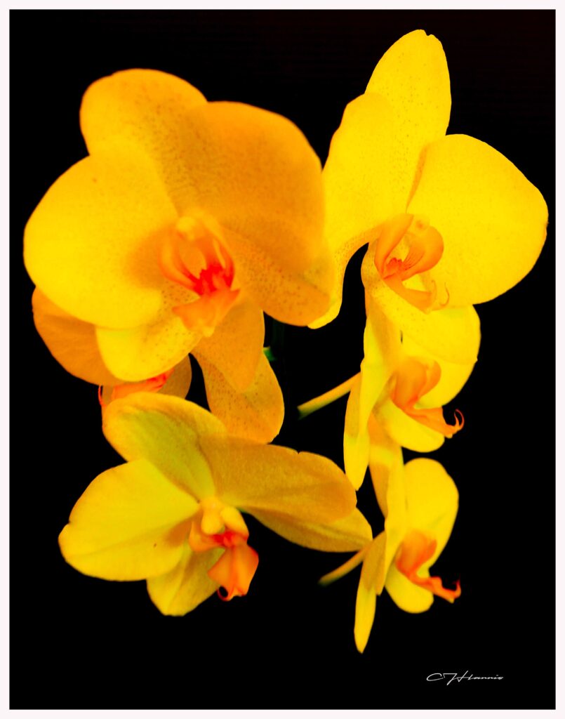 Orchids