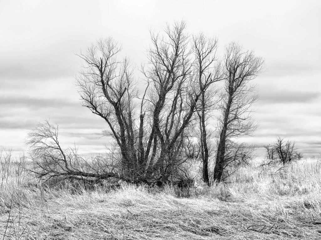 Cold Day on the Marsh
