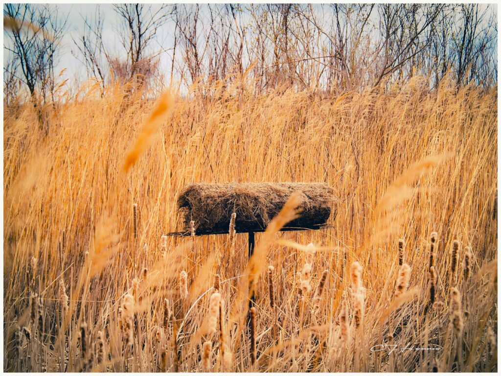 The Marsh